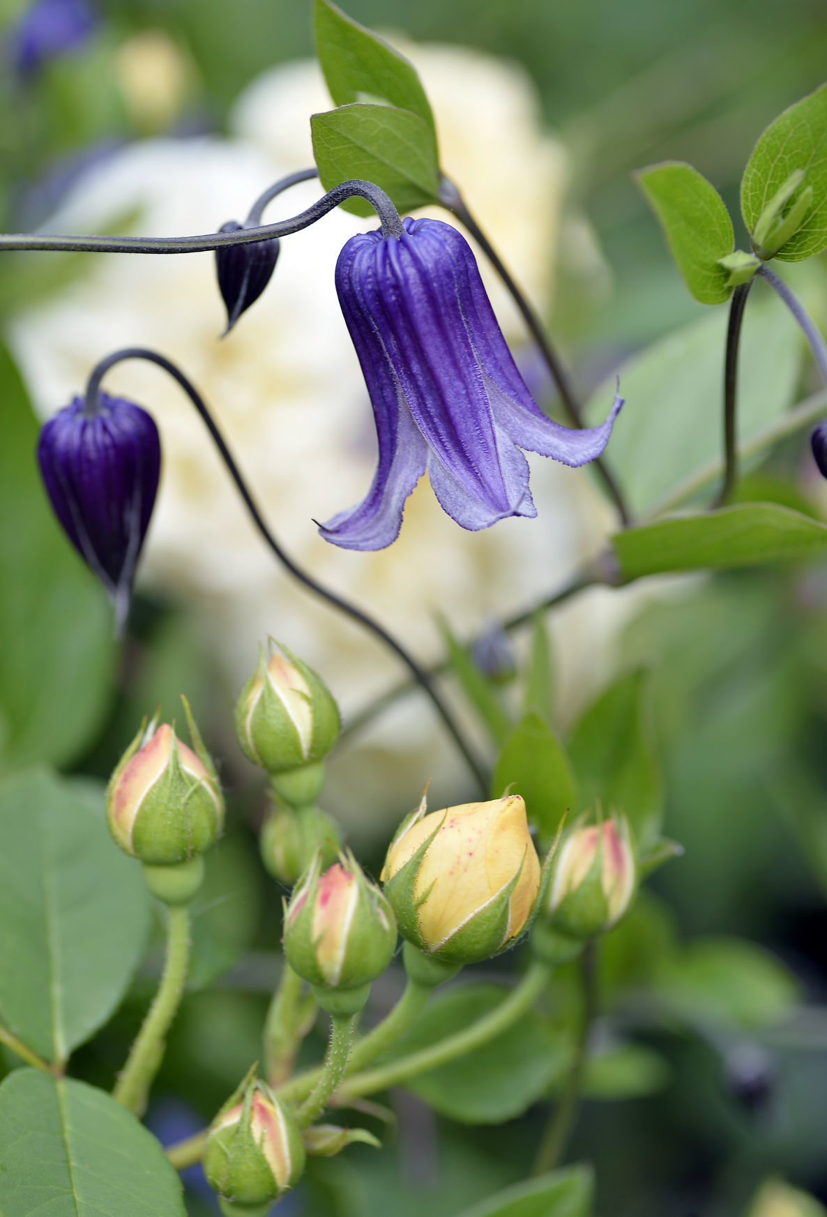 SECRET GARDEN WALK
